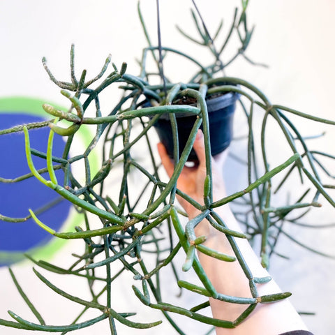 Forest Cactus - Lepismium pulvinigerum - Sprouts of Bristol
