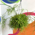Forest Cactus - Rhipsalis cassutha - Sprouts of Bristol