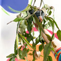 Forest Cactus - Rhipsalis elliptica - Sprouts of Bristol