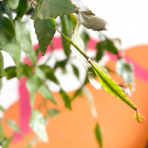 Forest Cactus - Rhipsalis elliptica - Sprouts of Bristol