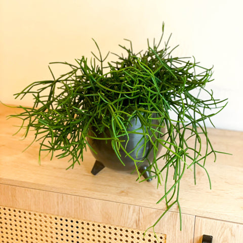 Forest Cactus - Rhipsalis heteroclada - Sprouts of Bristol