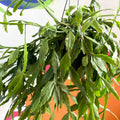 Forest Cactus - Rhipsalis occidentalis - Sprouts of Bristol