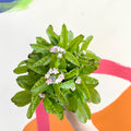 Forget-me-not - Myosotis sylvatica 'Mon Amie Pink' - Sprouts of Bristol