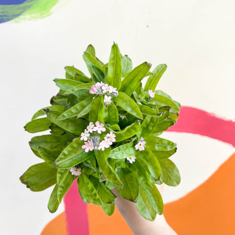 Forget-me-not - Myosotis sylvatica 'Mon Amie Pink' - Sprouts of Bristol