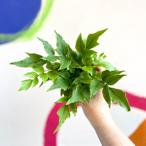 Fortune's Holly-fern - Cyrtomium fortunei - Sprouts of Bristol