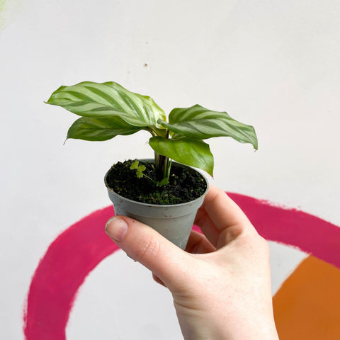 Freddie Calathea - Calathea concinna 'Freddie' - Sprouts of Bristol
