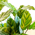 Freddie Calathea - Calathea concinna 'Freddie' - Sprouts of Bristol