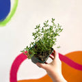 Garden Thyme - Thymus vulgaris - Cotswolds Grown Culinary Herbs - Sprouts of Bristol