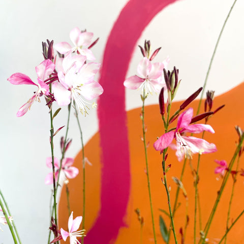 Gaura lindheimeri 'Rosyjane' - Cotswold Grown Perennial - Sprouts of Bristol