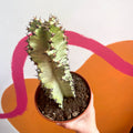 Ghost Cactus - Variegated Candelabra Tree - Euphorbia ingens 'Marmorata' - Sprouts of Bristol