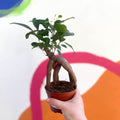 Ginseng Bonsai - Ficus microcarpa 'Ginseng' - Sprouts of Bristol