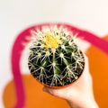 Golden Barrel Cactus - Echinocactus grusonii - Sprouts of Bristol