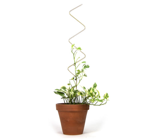 Golden Plant Stake - ZigZag - Sprouts of Bristol