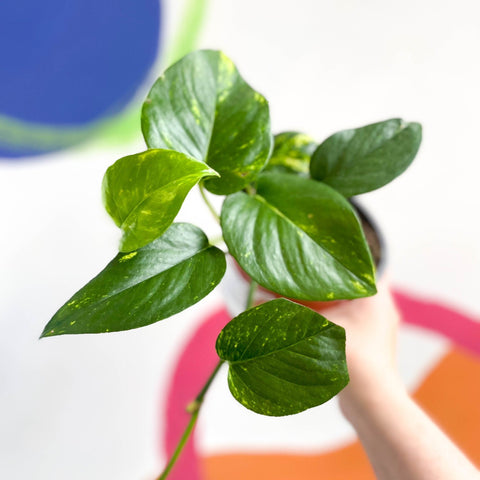 Golden Pothos - Epipremnum aureus - British Grown - Sprouts of Bristol