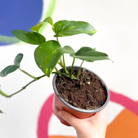 Golden Pothos - Epipremnum aureus - British Grown - Sprouts of Bristol