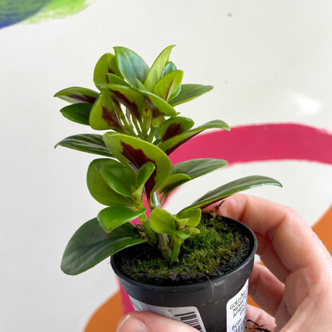 Goldfish Plant - Nematanthus 'Apres' - Welsh Grown - Sprouts of Bristol