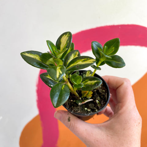 Goldfish Plant - Nematanthus gregarius variegata - Welsh Grown - Sprouts of Bristol
