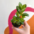Goldfish Plant - nematanthus radicans - Welsh Grown - Sprouts of Bristol