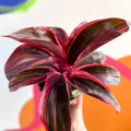 Good Luck Plant - Cordyline fruticosa 'Strawberry Queen' - British Grown - Sprouts of Bristol