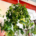 Grape Vine - Cissus rhombifolia 'Ellen Danica' - Sprouts of Bristol