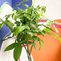 Guiana Chestnut - Pachira aquatica - Sprouts of Bristol