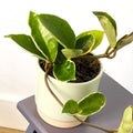 Halo Wax Plant - Hoya carnosa 'Albomarginata' - Sprouts of Bristol