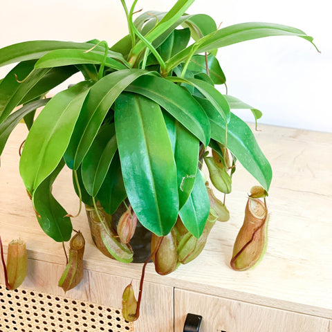 Hanging Tropical Pitcher Plant - Nepenthes alata - Sprouts of Bristol