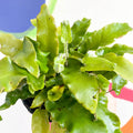 Hart's Tongue Fern - Asplenium scolopendrium - British Grown - Hardy Evergreen Fern - Sprouts of Bristol