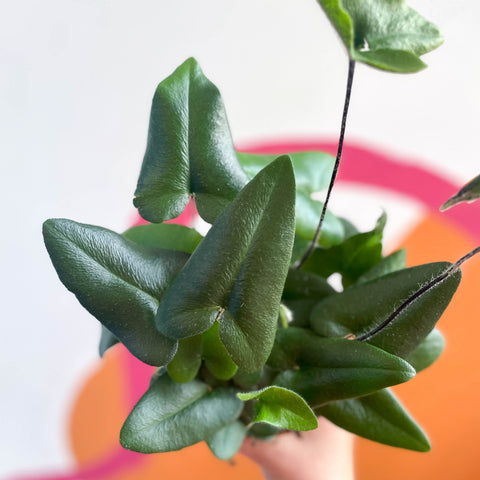 Heart Fern - Hemionitis arifolia - Sprouts of Bristol