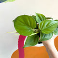 Heart Leaf Philodendron - Philodendron scandens - Sprouts of Bristol
