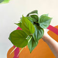 Heart Leaf Philodendron - Philodendron scandens - Sprouts of Bristol