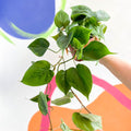 Heart Leaf Philodendron - Philodendron scandens - Sprouts of Bristol