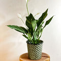 Hexagonal Zinc Metal Planter - Various Sizes - Sprouts of Bristol