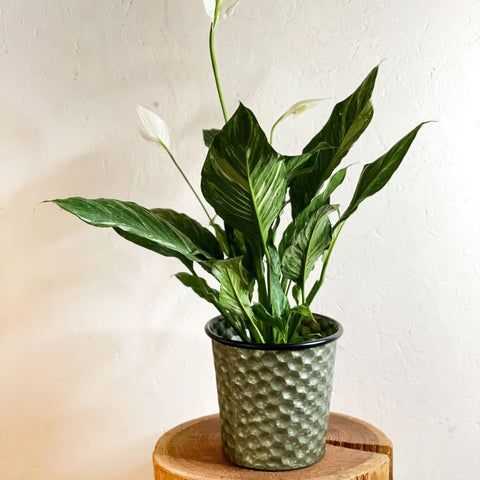 Hexagonal Zinc Metal Planter - Various Sizes - Sprouts of Bristol