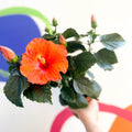Hibiscus adonicus 'Salmon' - Sprouts of Bristol