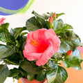 Hibiscus rosa-sinensis 'Sunny' - Sprouts of Bristol