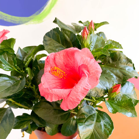 Hibiscus rosa-sinensis 'Sunny' - Sprouts of Bristol