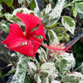 Hibiscus rosa-sinensis ‘Variegata’ - Sprouts of Bristol