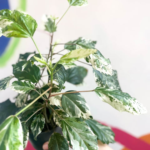 Hibiscus rosa-sinensis ‘Variegata’ - Sprouts of Bristol