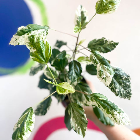 Hibiscus rosa-sinensis ‘Variegata’ - Sprouts of Bristol