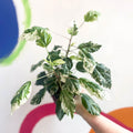 Hibiscus rosa-sinensis ‘Variegata’ - Sprouts of Bristol