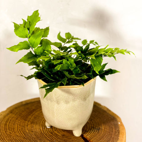 Holly Leaf Fern - Pteris - Sprouts of Bristol