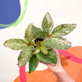 Holly-Leaved Hellebore - Helleborus argutifolius 'Pacific Frost' - Cotswold Grown Perennial - Sprouts of Bristol