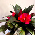 Hot Pink Busy Lizzie - Impatiens 'New Guinea' - Sprouts of Bristol