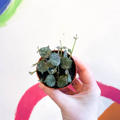 Hoya curtisii - Sprouts of Bristol