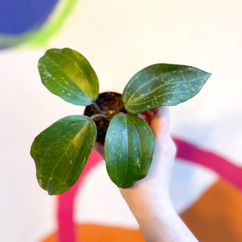Hoya latifolia ‘Splash' - Sprouts of Bristol