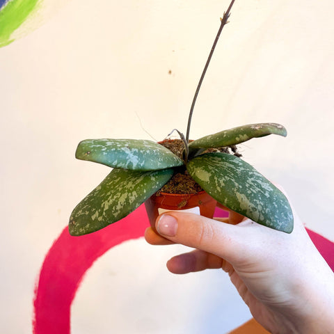 Hoya sigillatis 'Round Leaf' (Wide form) - Sprouts of Bristol