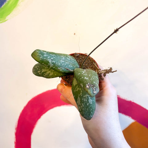 Hoya sigillatis 'Round Leaf' (Wide form) - Sprouts of Bristol