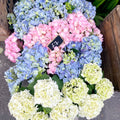 Hydrangea macrophylla - Sprouts of Bristol