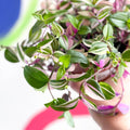 Inch Plant 'Quadricolor' - Tradescantia fluminensis 'Quadricolor' - Sprouts of Bristol